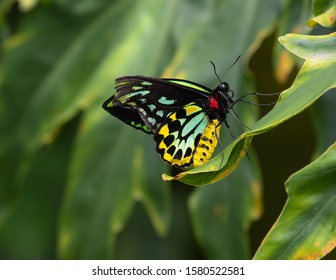 Queen Alexandra Birdwings Ornithoptera Alexandrae Butterfly 