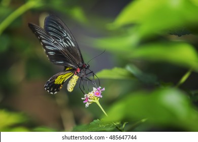 Queen Alexandra's Birdwing (Ornithoptera Alexandrae)