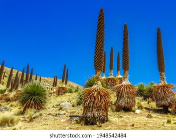 The Queen Of The Andes Is The Largest Species Of Bromeliad, Native To The High Andes Of Bolivia And Peru