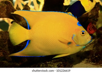 Queen Angelfish