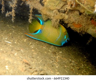 Queen Angelfish