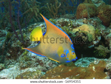 Queen Angelfish