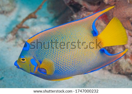 Queen angelfish, blue angelfish, golden angelfish, queen angel, and yellow angelfish (Holacanthus ciliaris) Bonaire, Leeward Islands