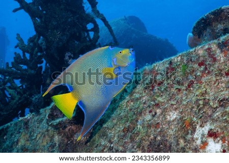 Queen angelfish in coral reef