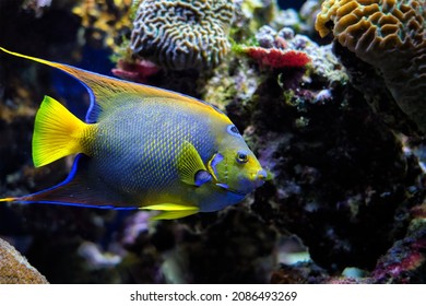 Queen angelfish (Holacanthus ciliaris), also known as the blue angelfish, golden angelfish or yellow angelfish underwater in sea with corals in background