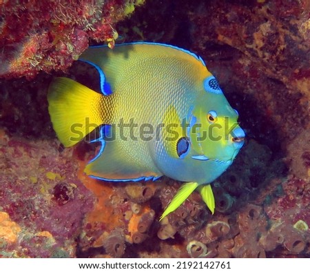 Queen Angelfish in the Tropical Western Atlantic 
