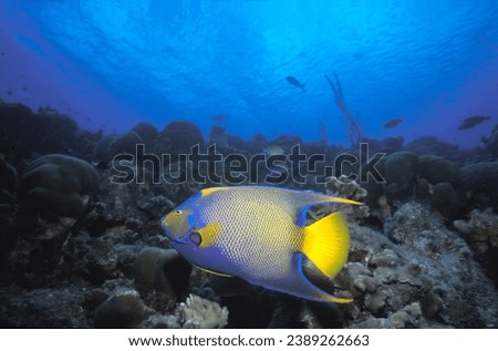 queen angelfish, underwater phot, diving.