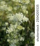 Queen Ann Lace flower in Belfast, Maine