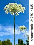 Queen Anne Lace with background of perfect blue sky.