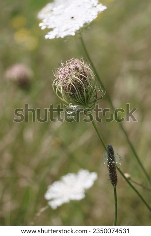 Similar – Kornblume in der Heide