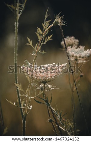 Similar – Hallig Gröde | Beach lilacs in the evening light