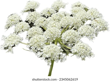 Queen Anne's Lace flower head, growing in a meadow - Powered by Shutterstock