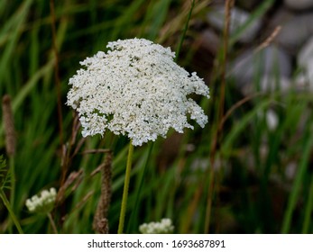 Queen Anne's Lace In Grand Traverse County