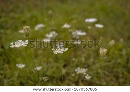 Similar – Family outing to the countryside