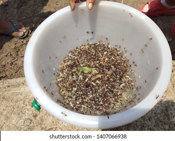 Queen Ant And Many Ant And Eggs Ant.