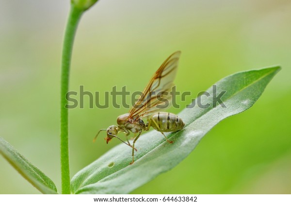 Queen Ant Wings Stock Photo Edit Now 644633842