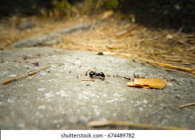 Queen ants and ants