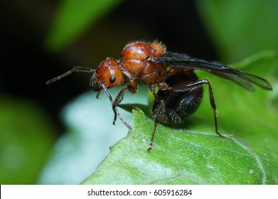 Queen ants are cleaning up on a leaf. - Shutterstock ID 605916284