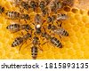 honeycomb bees