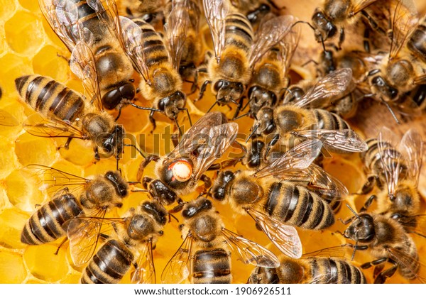 Queen Apis Mellifera Marked Dot Bee Stock Photo Edit Now 1906926511