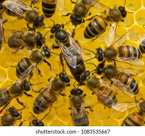 Queen Bee Is Always Surrounded By The Workers Bees â?? Their Servant. 