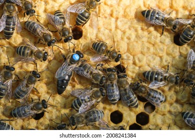 Queen Bee Is Always Surrounded By The Workers Bees - Their Servant. Queen Bee Lays Eggs In The Cell.