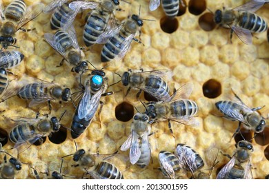 Queen Bee Is Always Surrounded By The Workers Bees - Their Servant. Queen Bee Lays Eggs In The Cell.