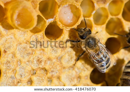 A queen bee cup with royal jelly in the wax comb of the honey bee (Apis mellifera)