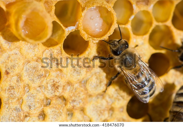 A queen bee cup with royal jelly in the\
wax comb of the honey bee (Apis\
mellifera)