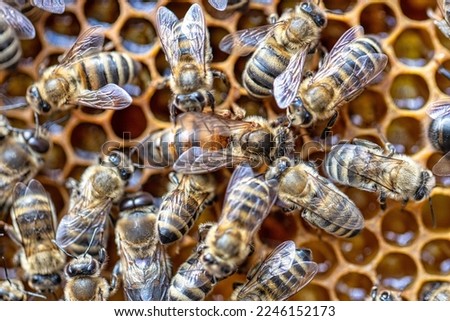 Queen bee. Inside the hive, worker bees surround the queen on the surface of the honeycomb with honey. Natural background, soft focus.