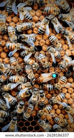 Queen Bee Surrounded by Her Worker Bees 