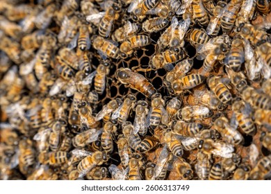 Queen bee surrounded by worker bees on a honeycomb inside a hive, showing colony life and pollination in a sustainable apiary.