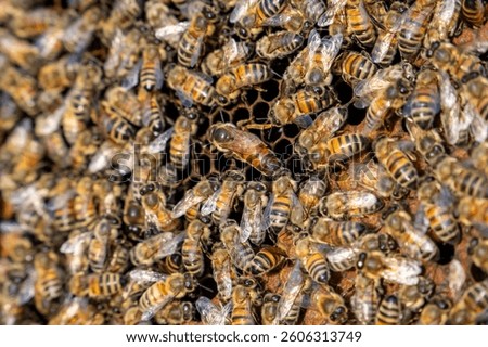 Queen bee surrounded by worker bees on a honeycomb inside a hive, showing colony life and pollination in a sustainable apiary.