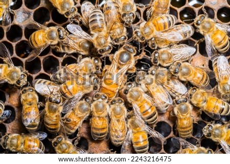 Queen bee surrounded by workers in her hive