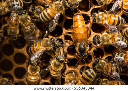 The queen bee swarm - selective focus