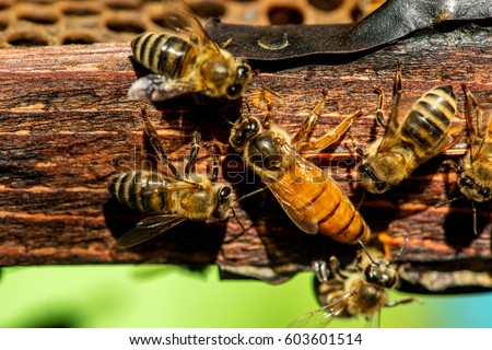 The queen bee swarm - selective focus