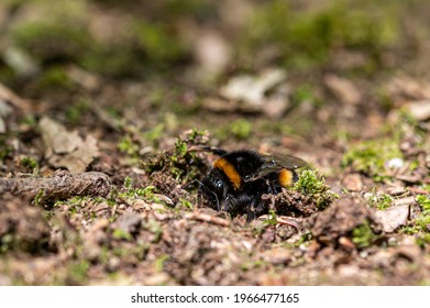 Queen Buff Tailed Bumblebee, Bombus Terrestris, Digging On The Forest Floor In Spring