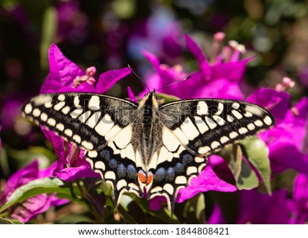 A Queen Butterfly drinking nectar from a flower. queen page butterfly. yellow butterfly malta. butterfly on pink flower. beautiful bug in nature, details in nature. beauty background close up.