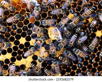 A Queen Cell And Honeybees (Apis Cerana Indica) On The Beehive, Closeup View.