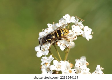 Queen of a common wasp (Vespula vulgaris) of the family Vespidae. On white flowers of a Laurustinus or laurustine (Viburnum tinus). Dutch garden, spring, april                                 - Powered by Shutterstock