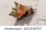 Queen conch (Lobatus Gigas). Live snail in a seashell crawling on a sand