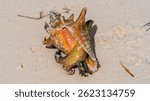 Queen conch (Lobatus Gigas). Live snail in a seashell crawling on a sand