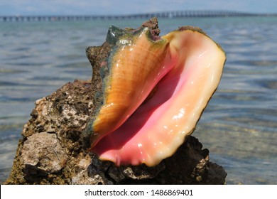 Queen Conch Shell. Florida Keys.