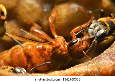 
Queen Egg Cell And Bee Worker Within The Honeycomb Of Stingless Bee