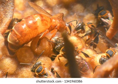 
Queen Egg Cell And Bee Worker Within The Honeycomb Of Stingless Bee