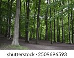 Queen Elizabeth Country Park, Hampshire, Forest and Woodland in the Summer