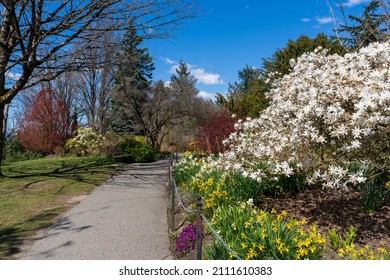 Queen Elizabeth Park Quarry Gardens In Sunny Day, Beautiful Flowers In Full Bloom. Vancouver, BC, Canada.