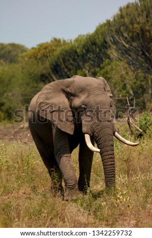 Similar – elephant in Aberdare National Park, Kenya