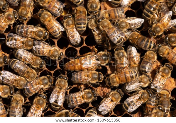 Queen Honey Bee Laying Eggs Autumn Stock Photo Edit Now Queen Honey Bee Laying Eggs Autumn Stock Photo Edit Now