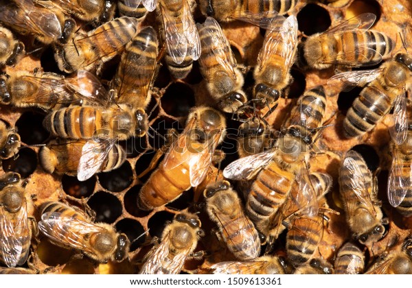 Queen Honey Bee Laying Eggs Autumn Stock Photo Edit Now Queen Honey Bee Laying Eggs Autumn Stock Photo Edit Now